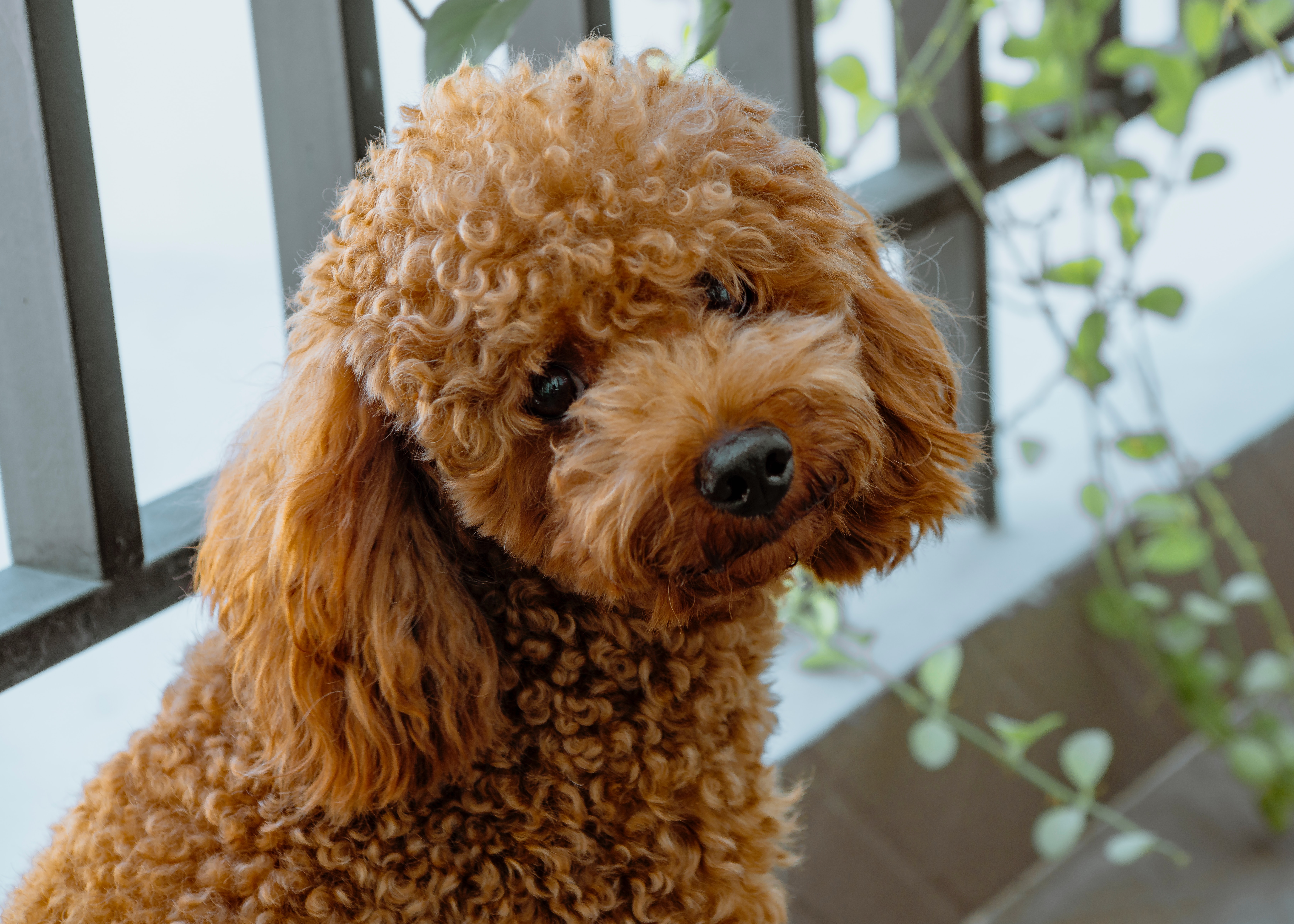 What is Puppy Culture