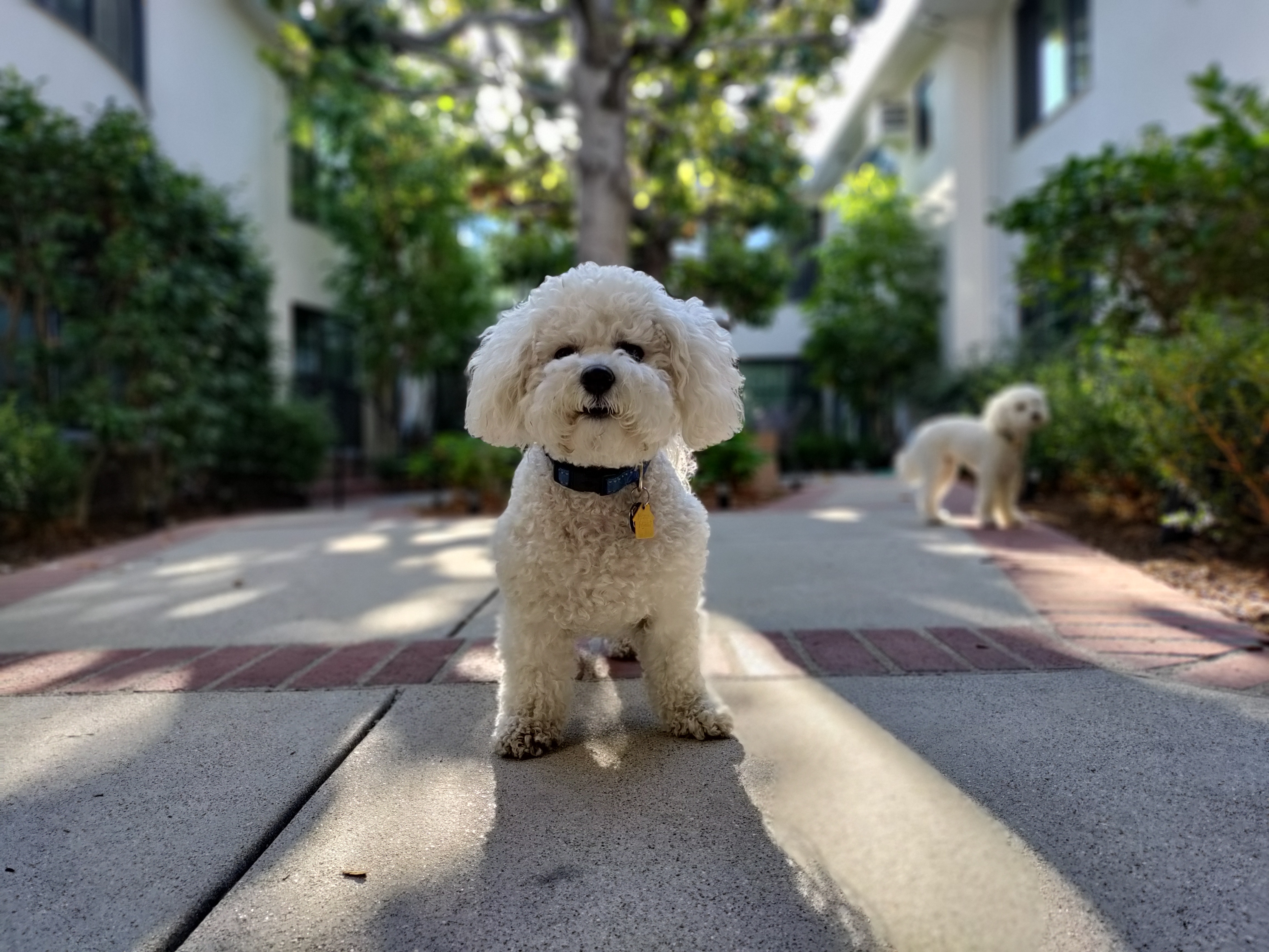 What is Puppy Culture