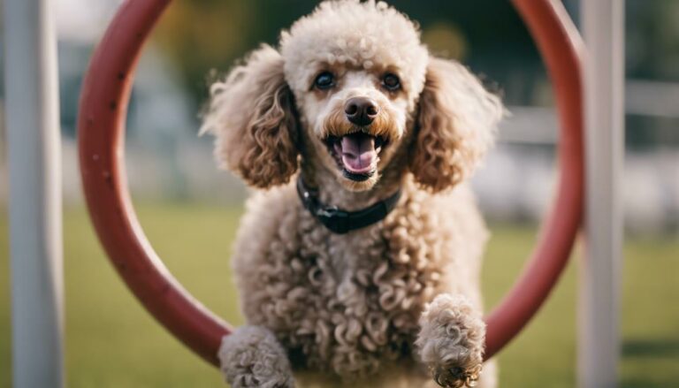 exploring poodle behavior traits