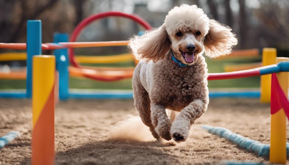 poodle agility practice essential