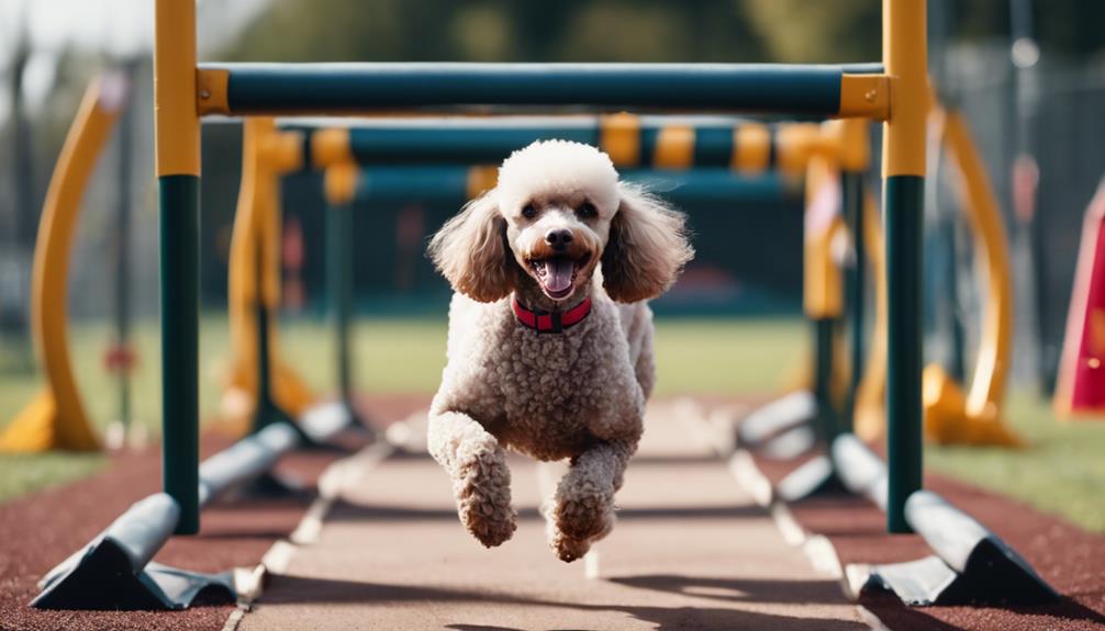 poodle friendly agility training gear