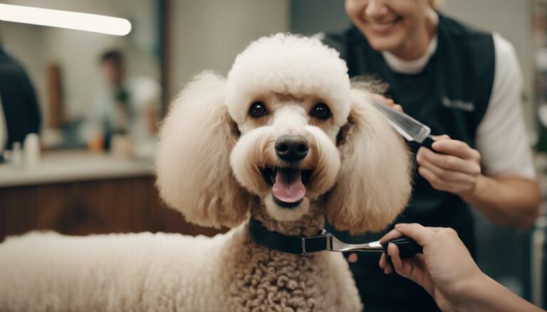 poodle grooming essentials guide