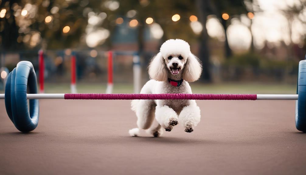 training dogs with tricks