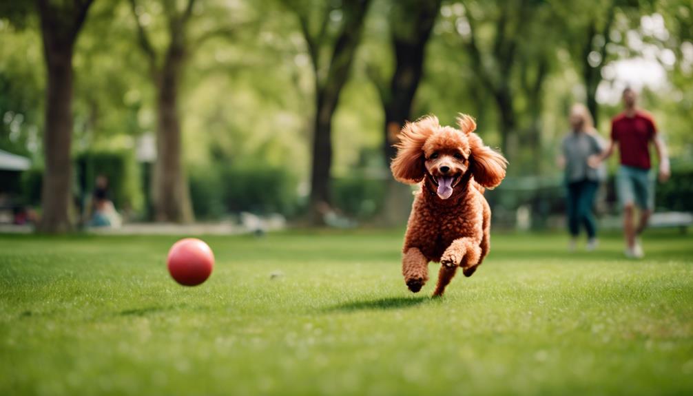 understanding red poodle behavior