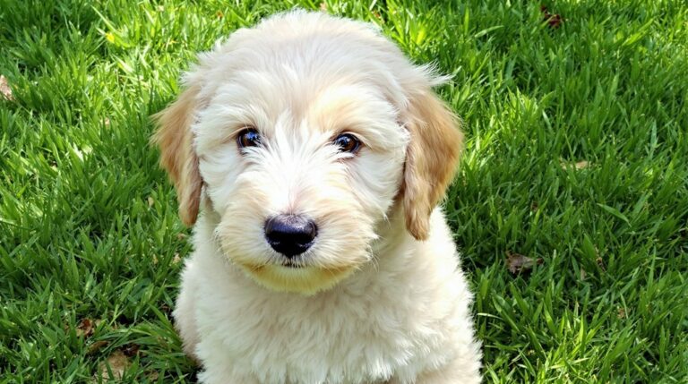 golden retriever poodle mix